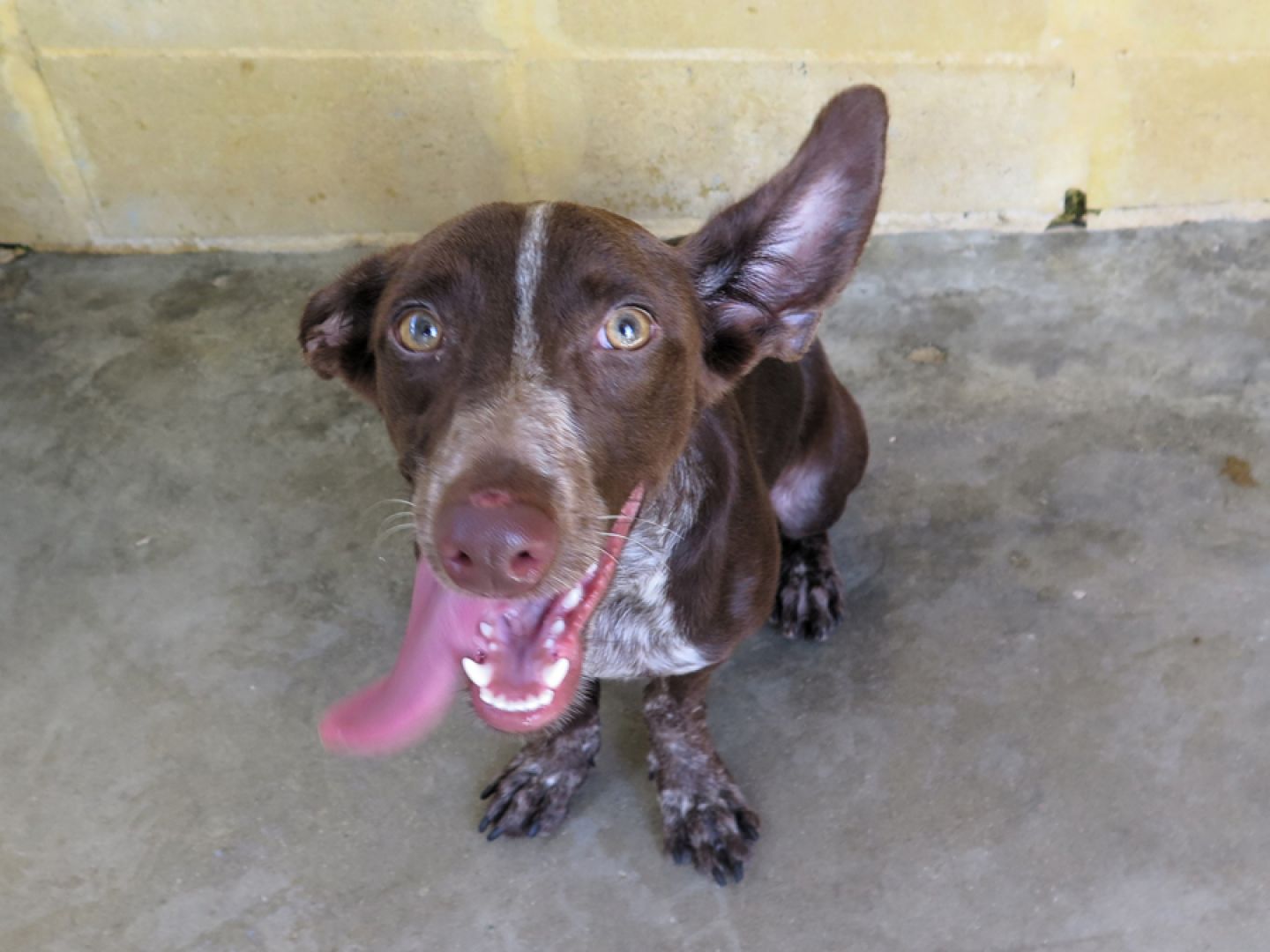 Chocolatina