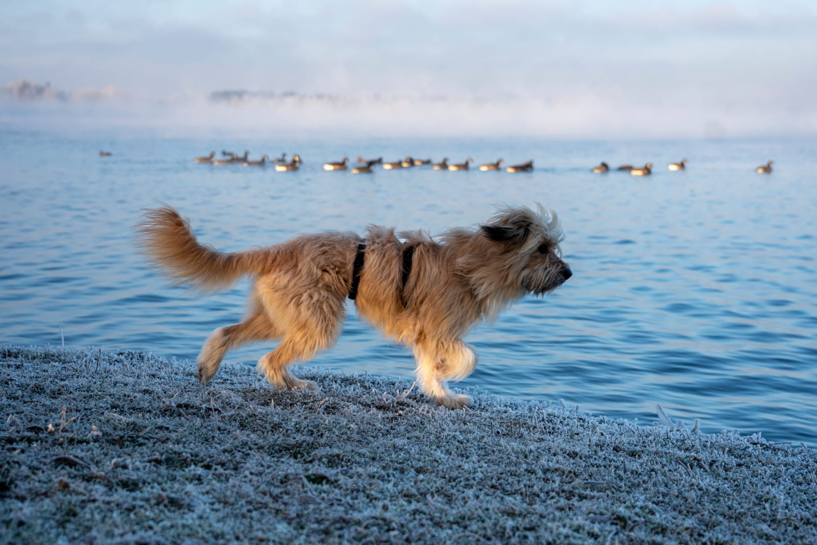 Fridolin