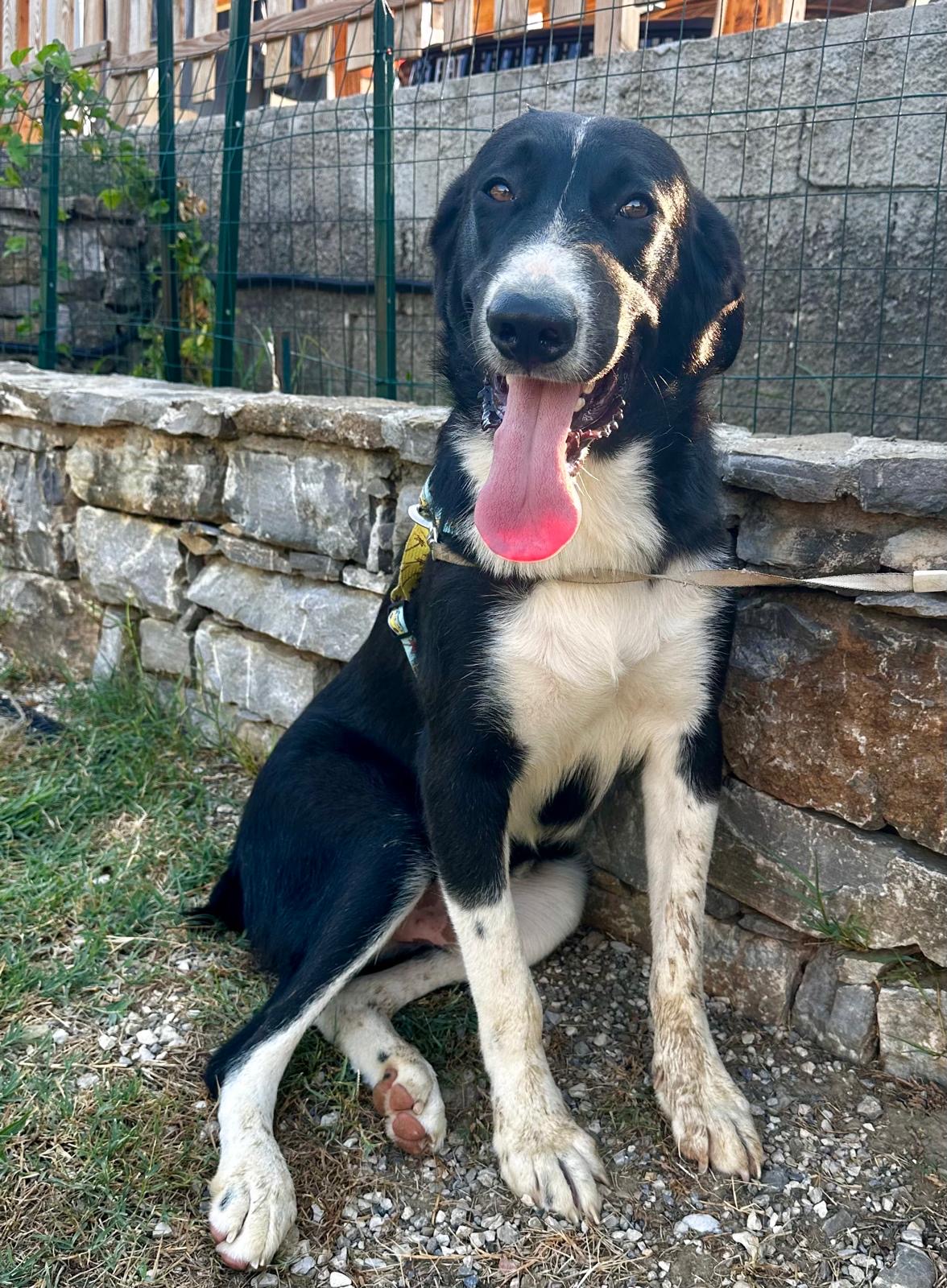 Gennarino