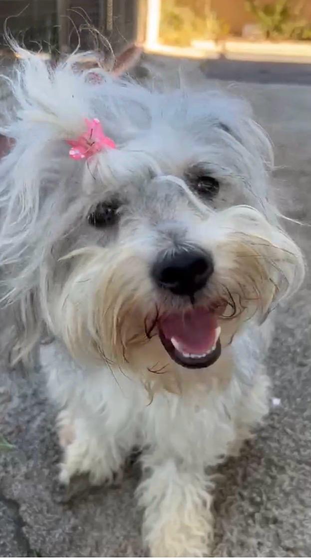 Trudi