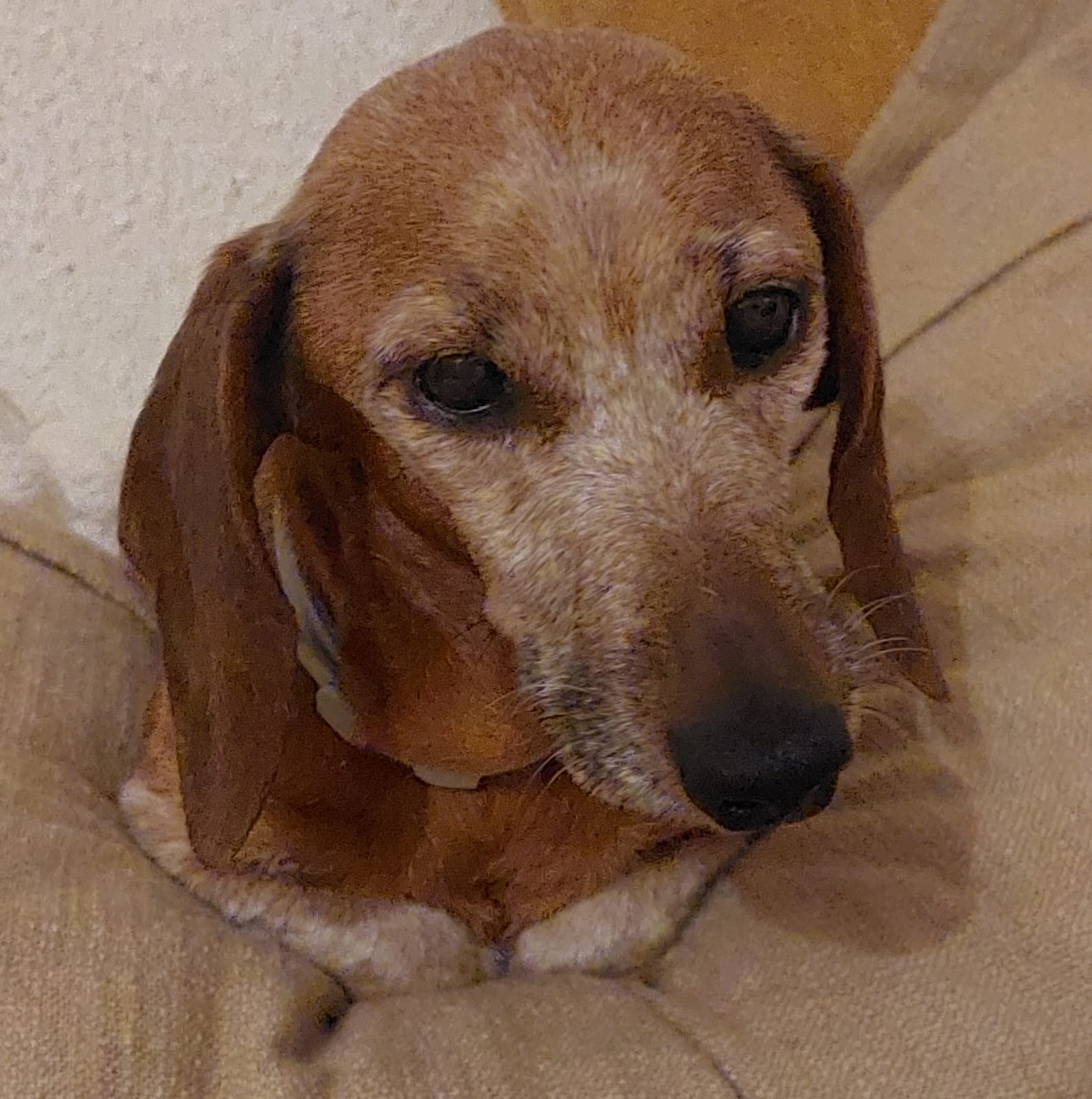 Isotta
