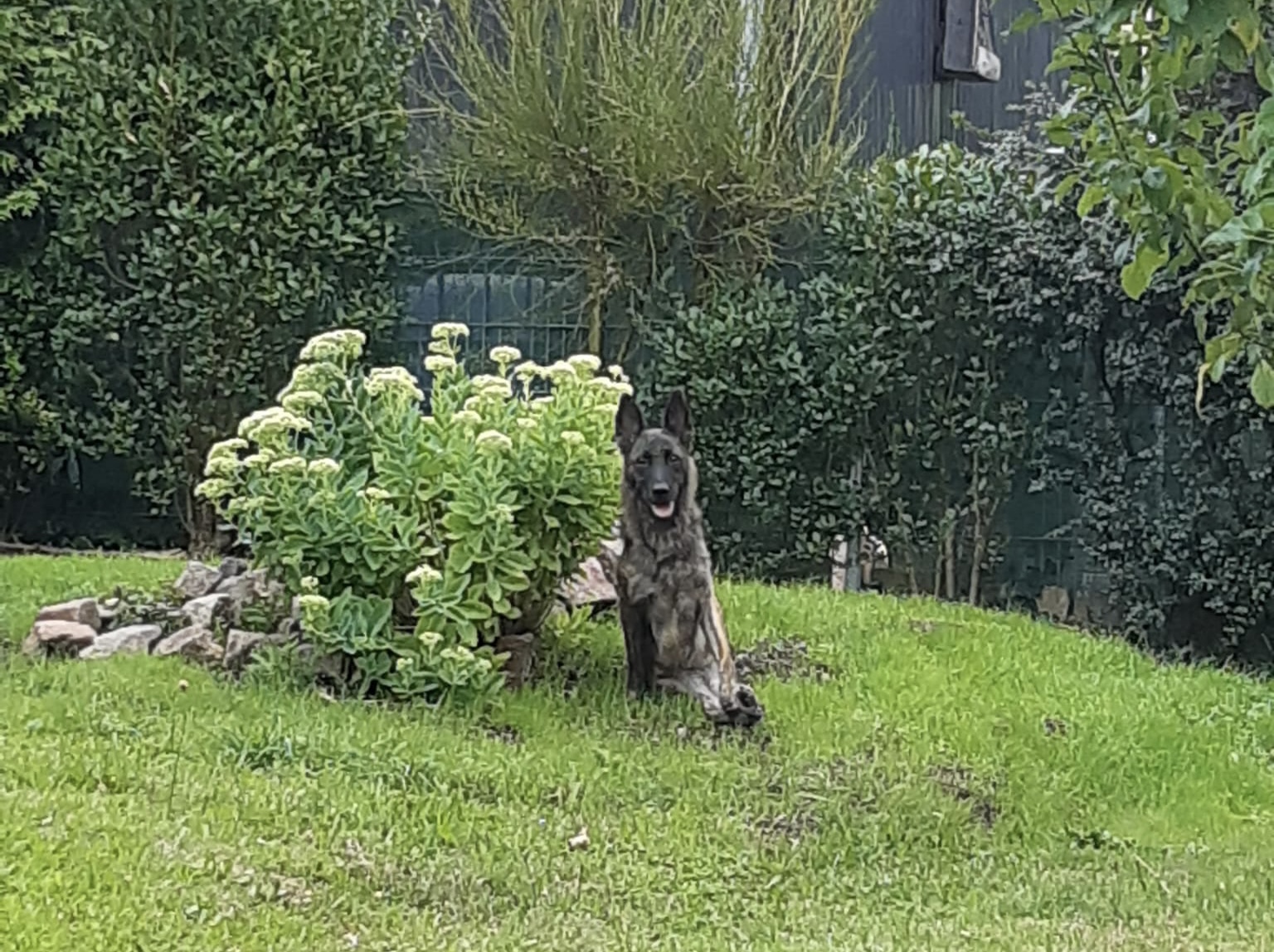 Virgola / Sinfonie