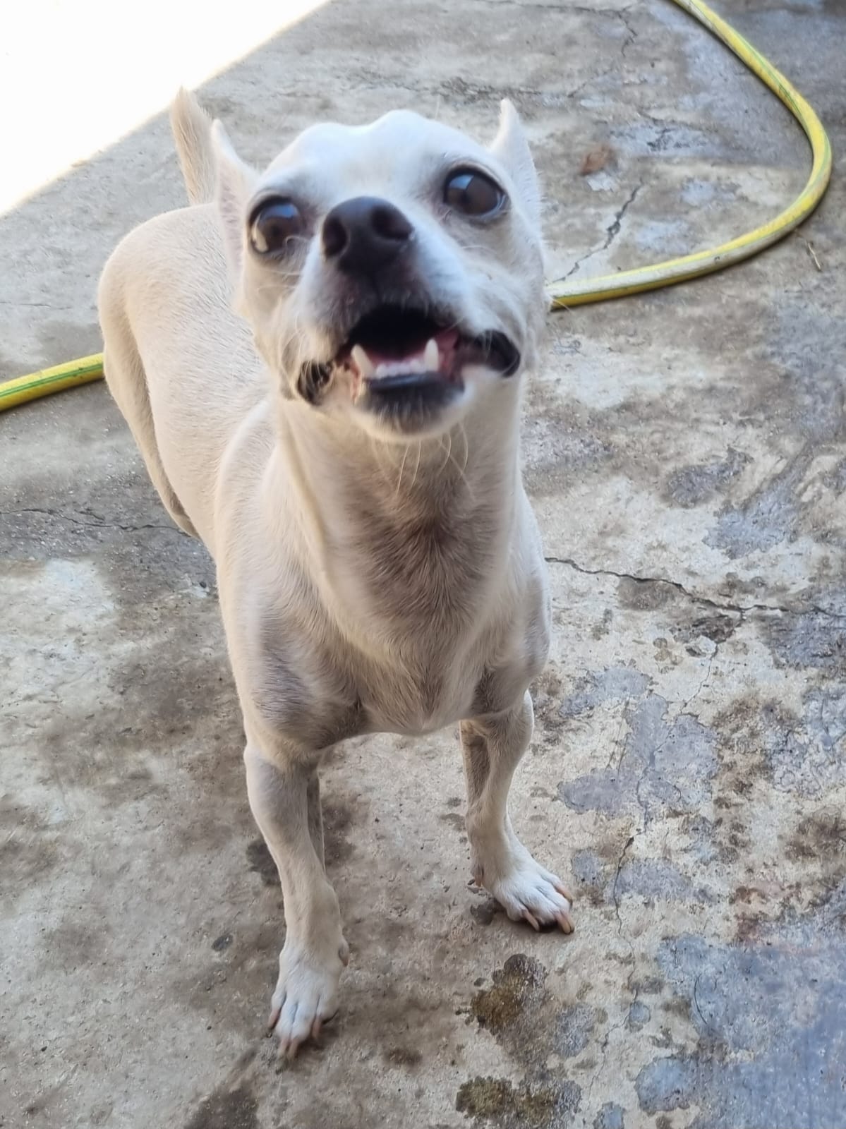 Milo