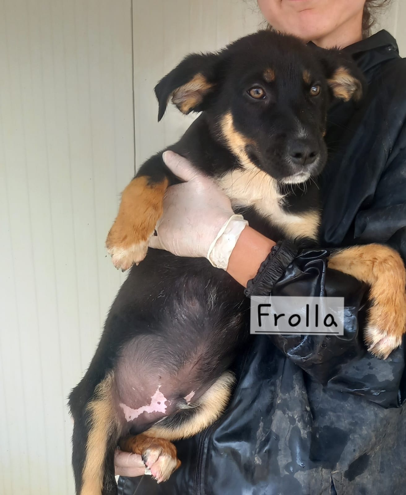 Frolla