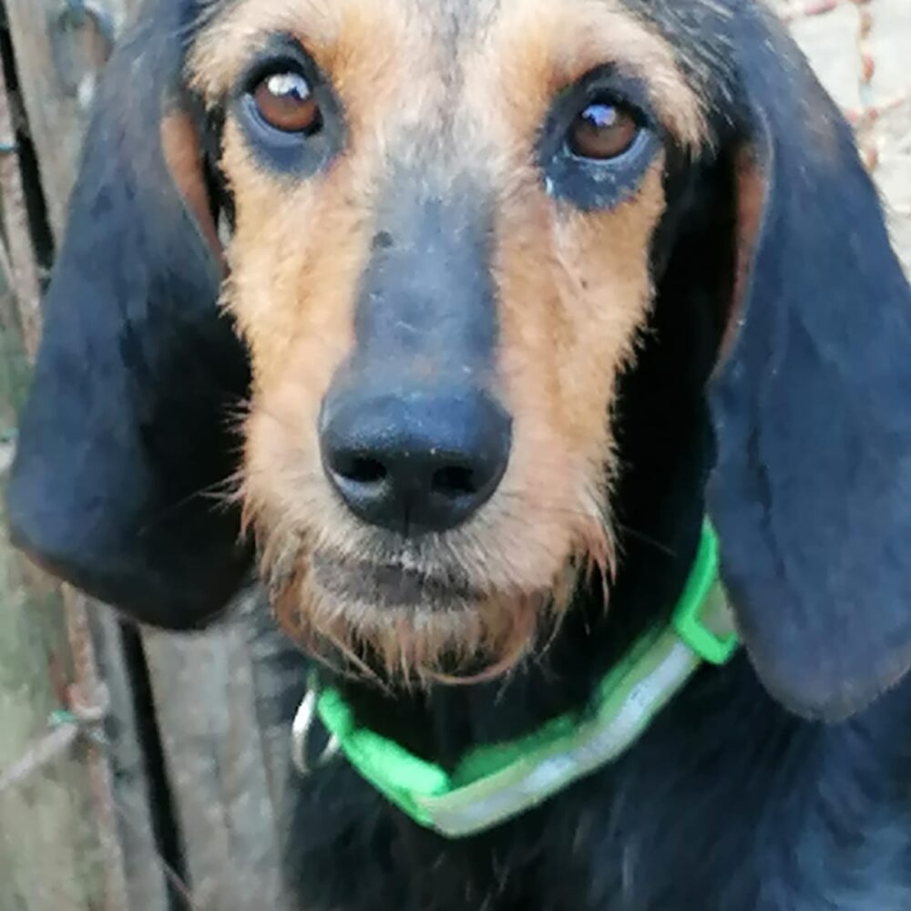 Teresa