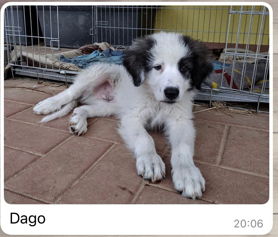 Zorro