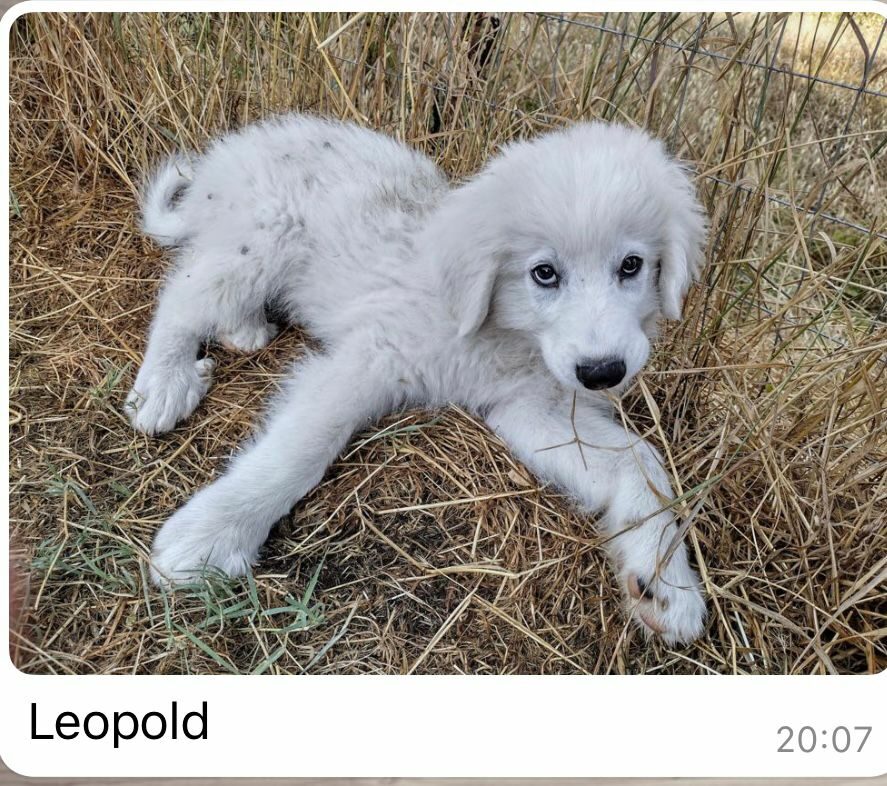 Zappo