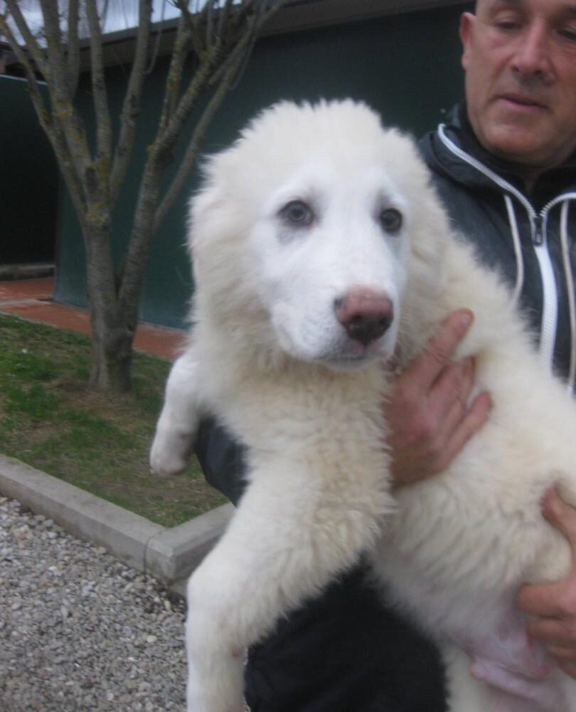 Achille