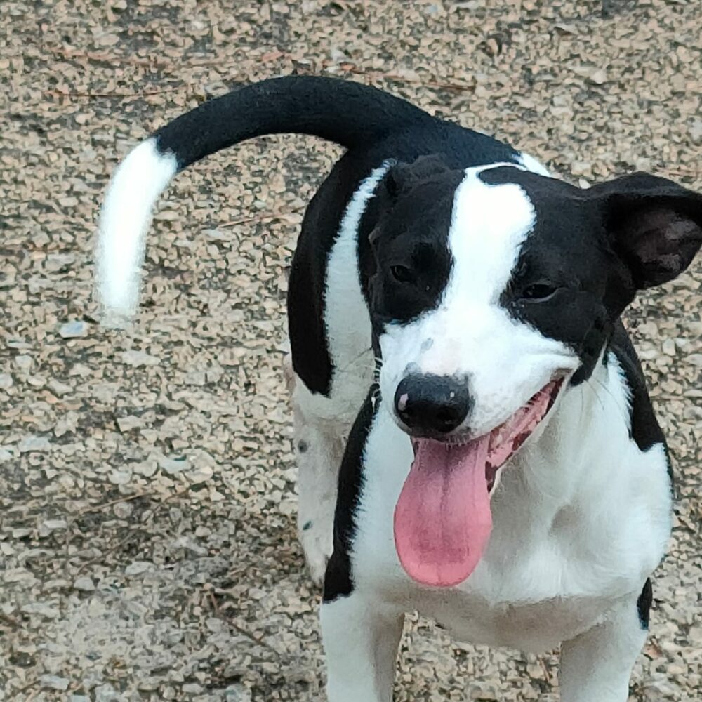 Tino