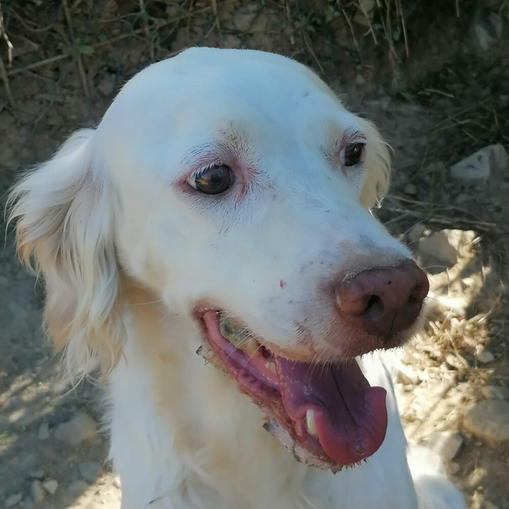 Biancaneve