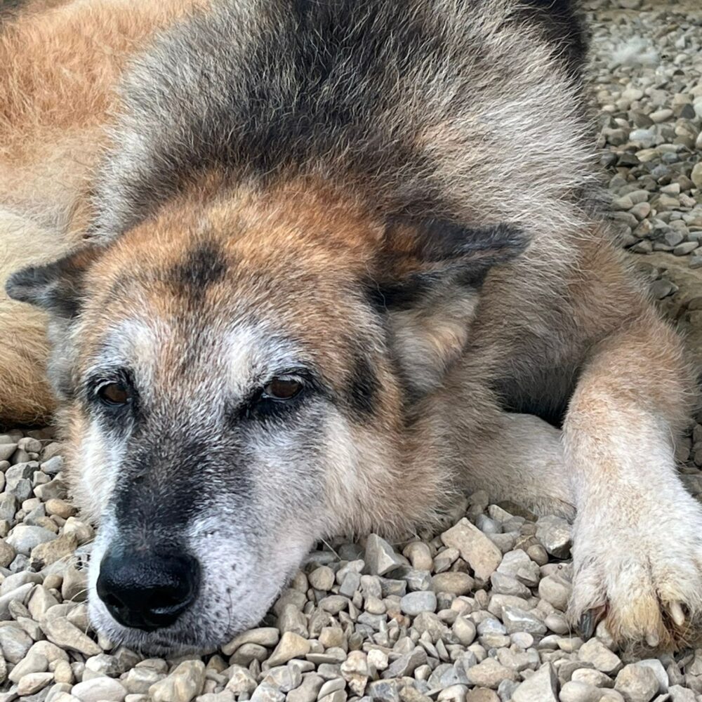 Aldo