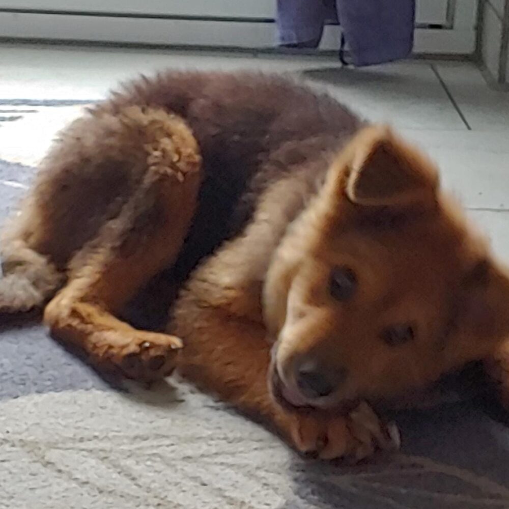 Leni