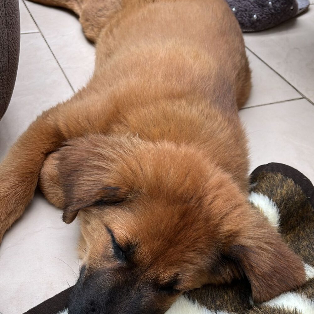 Lotti