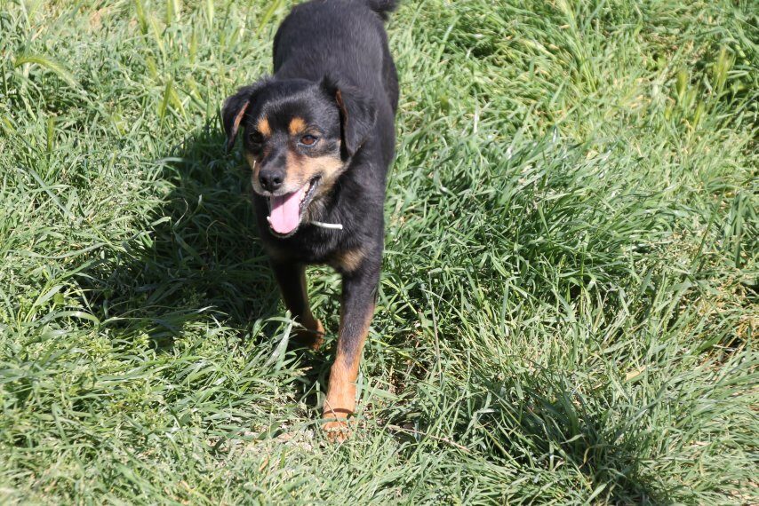 Pippo