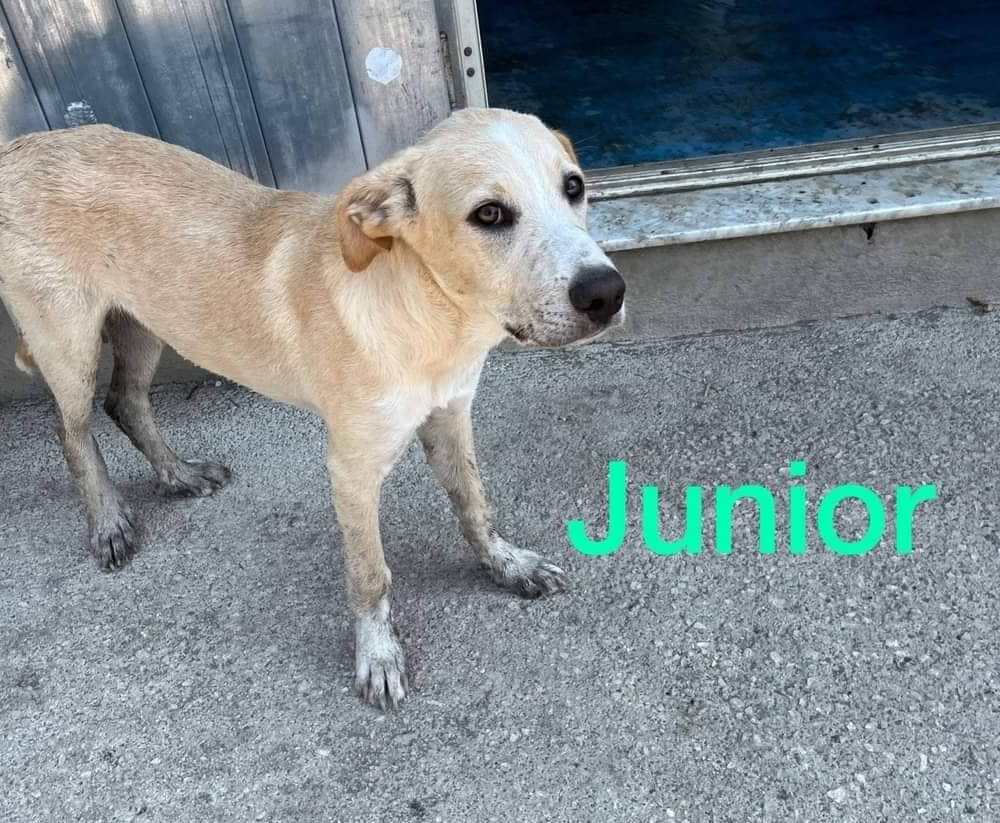 Junior