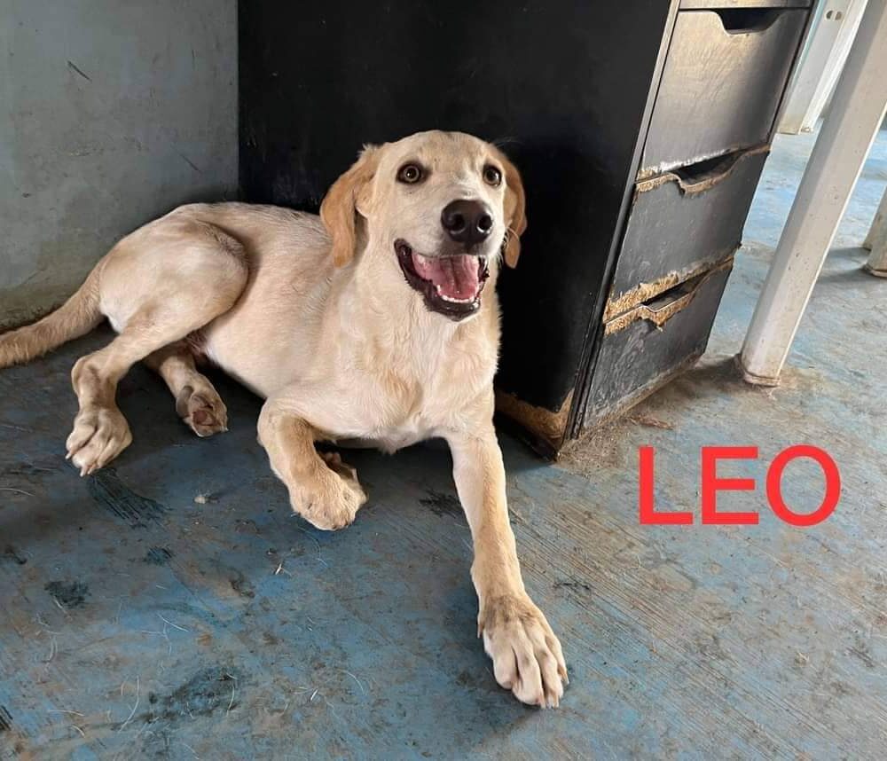 Leo