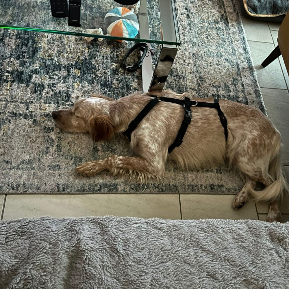 Mister Dik