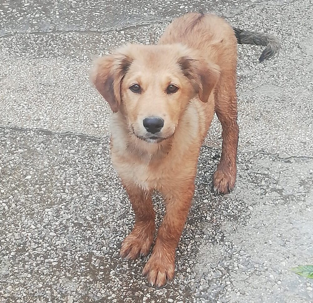 Lupo