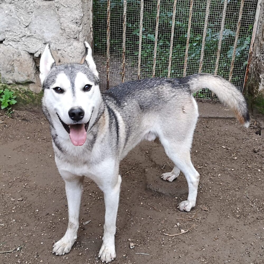 Nanook