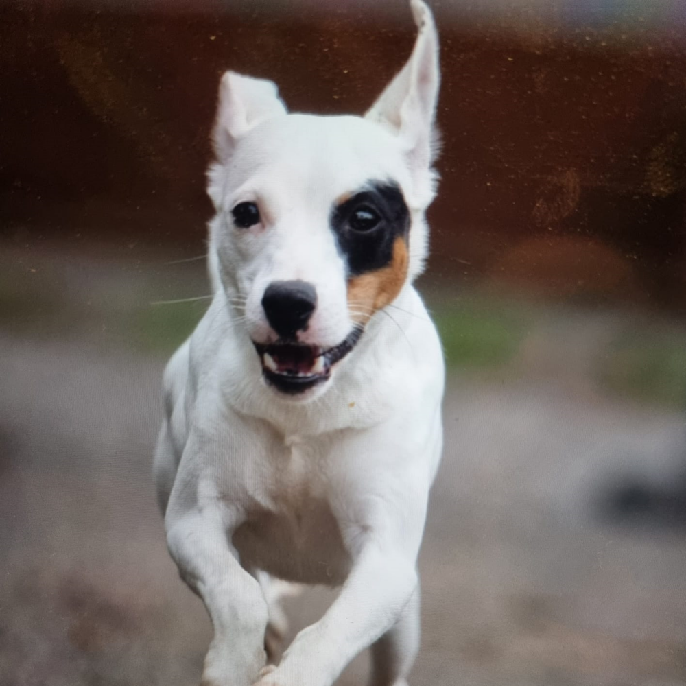 Oscar