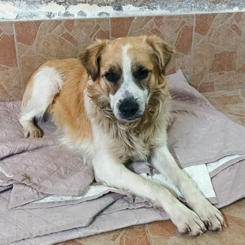 Natalino