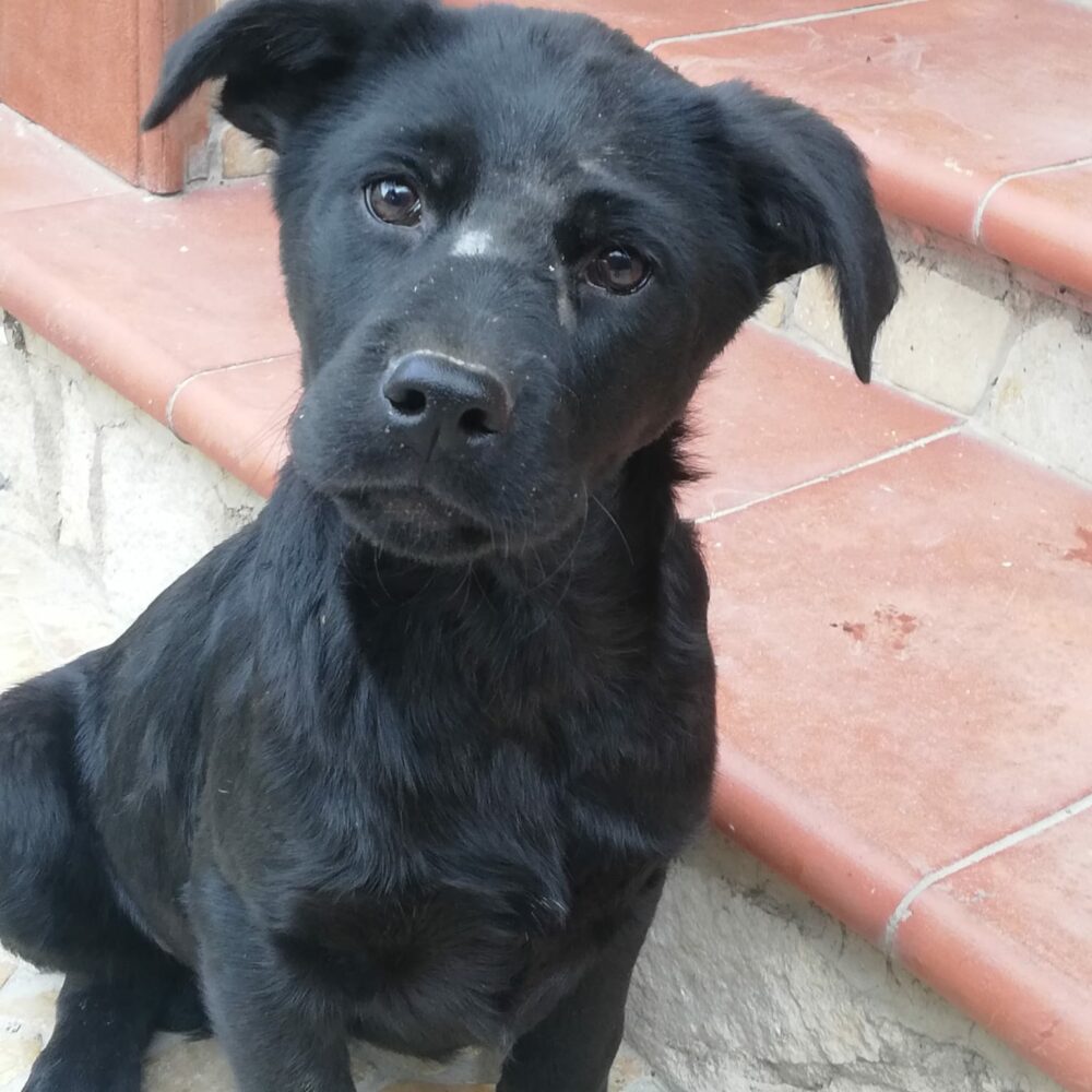 Nerone