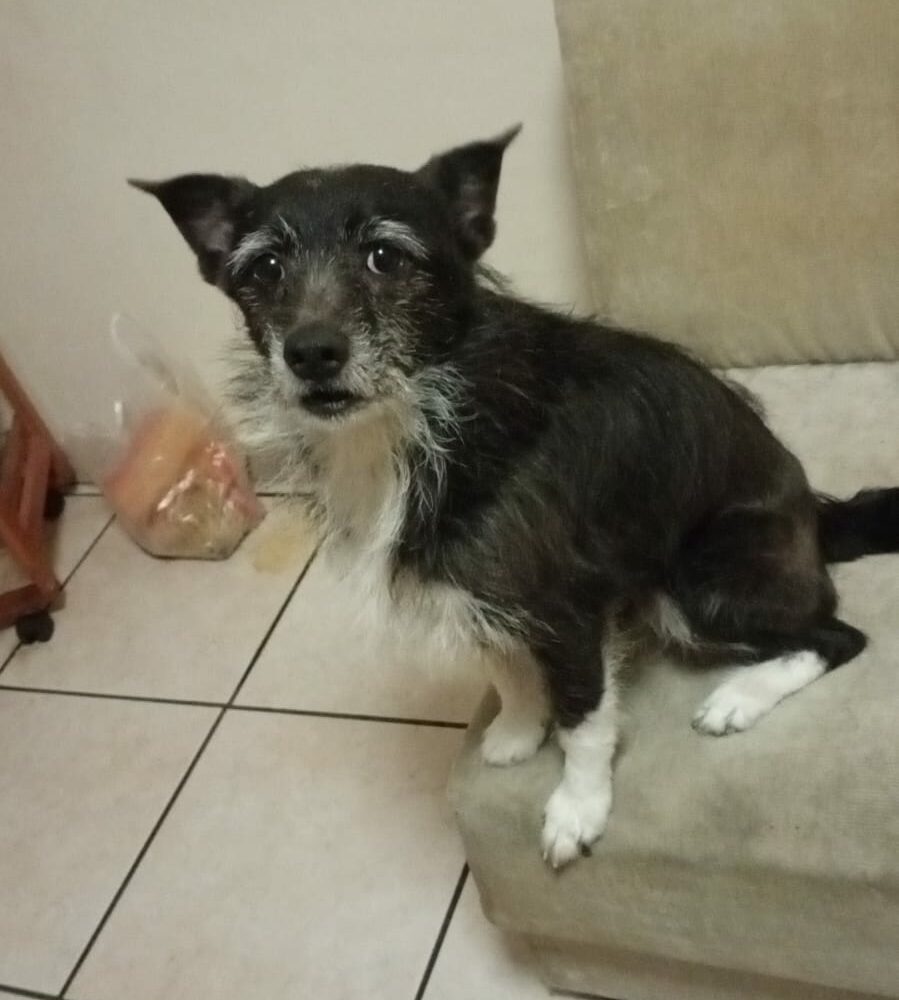 Filou