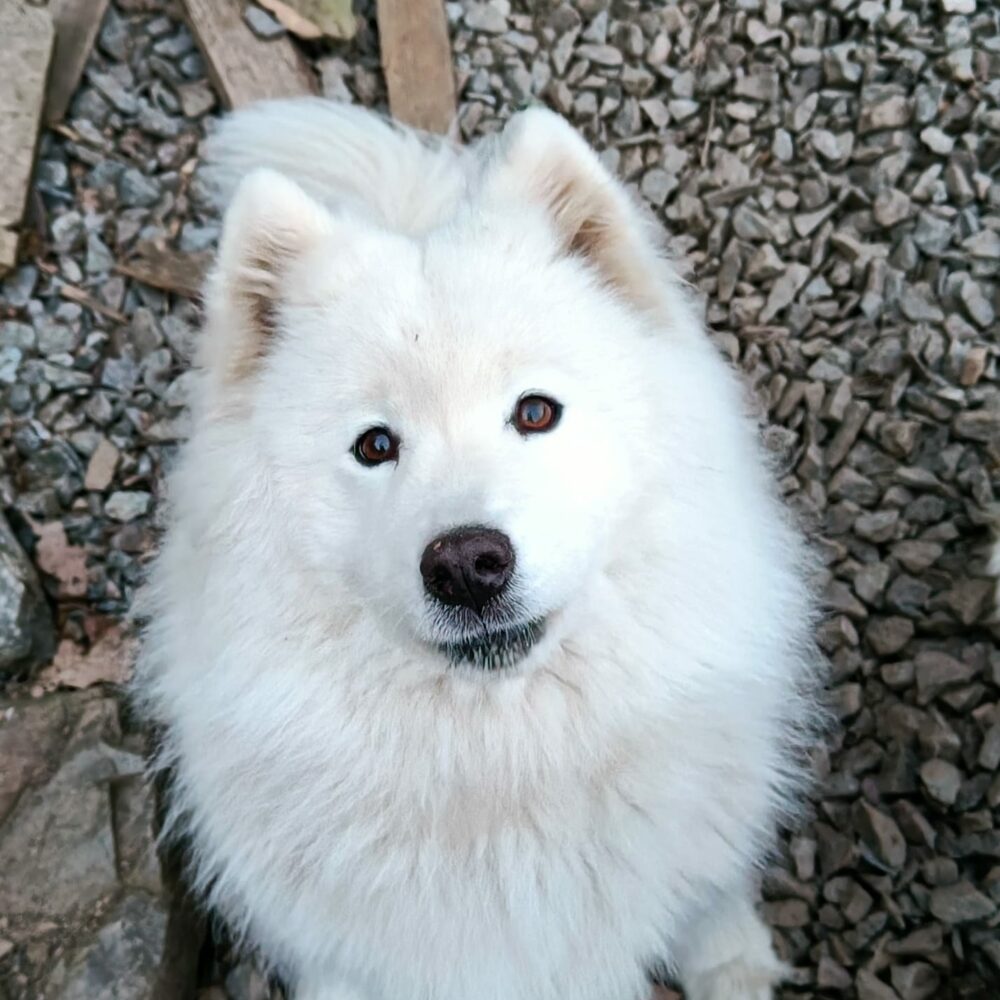 Lili
