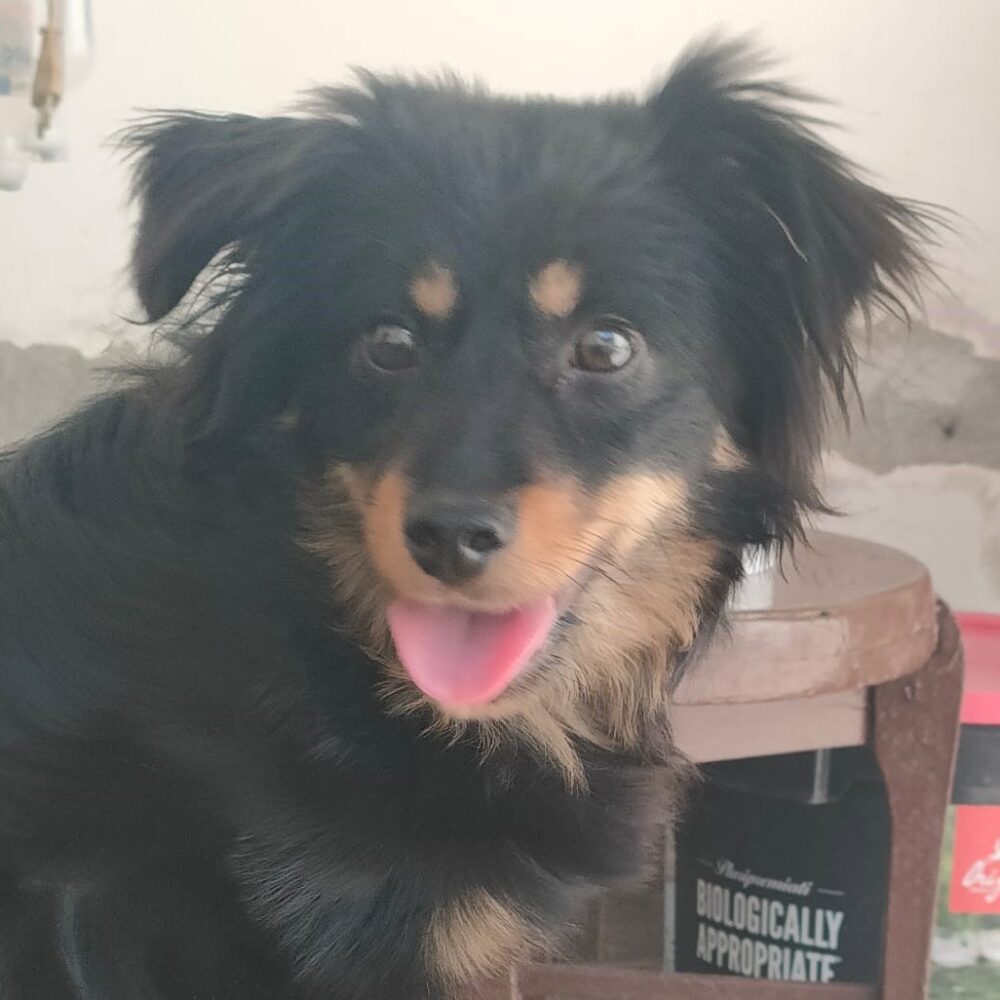 Enzo