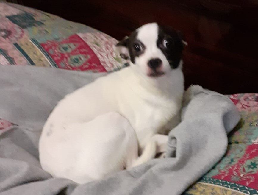Lola