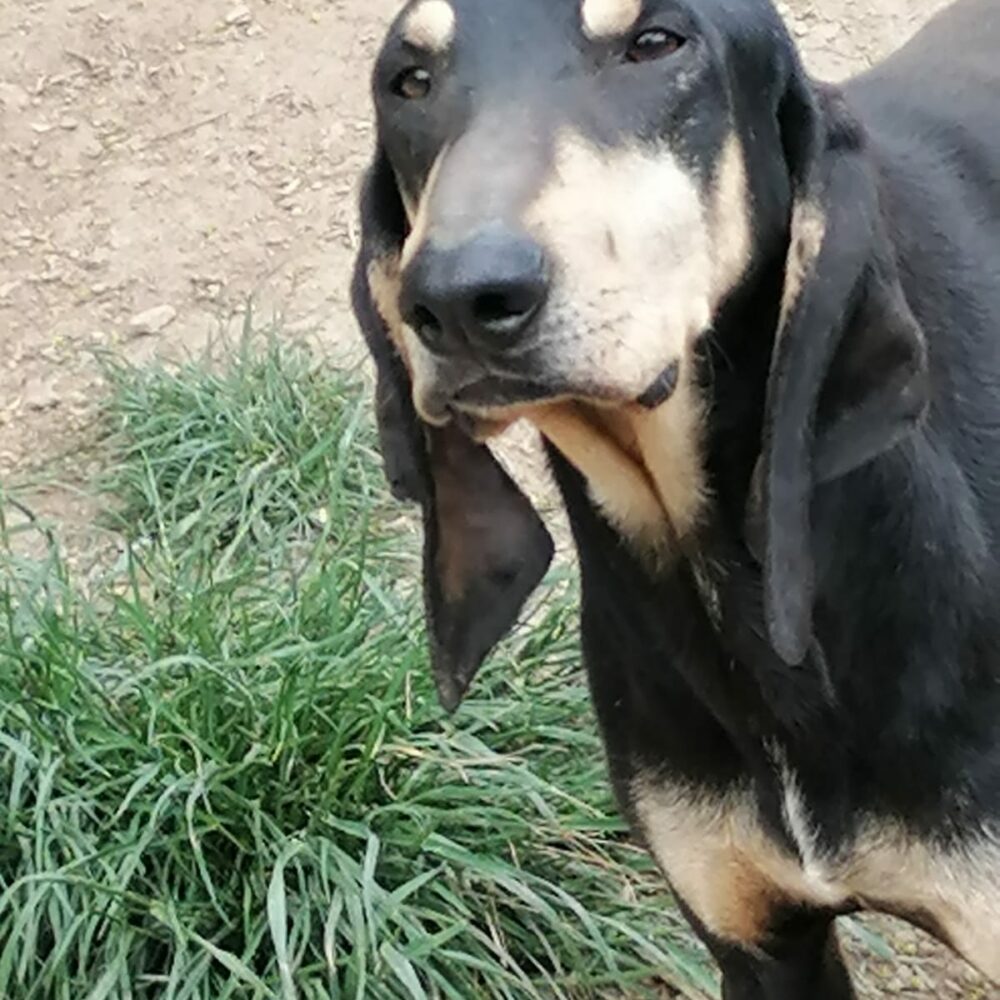 Ettore