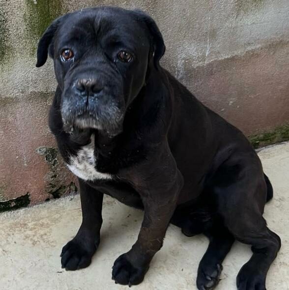 Zeus