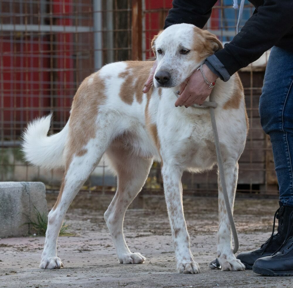 Gianluca