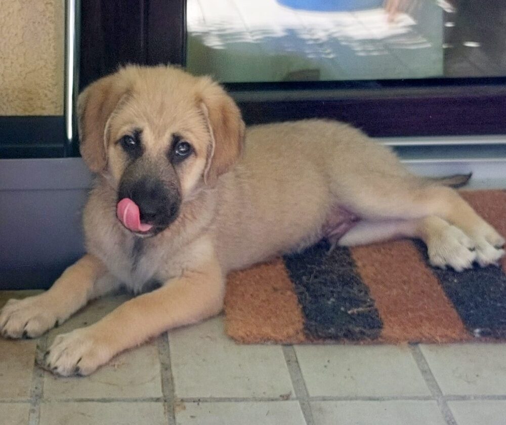 Oskar