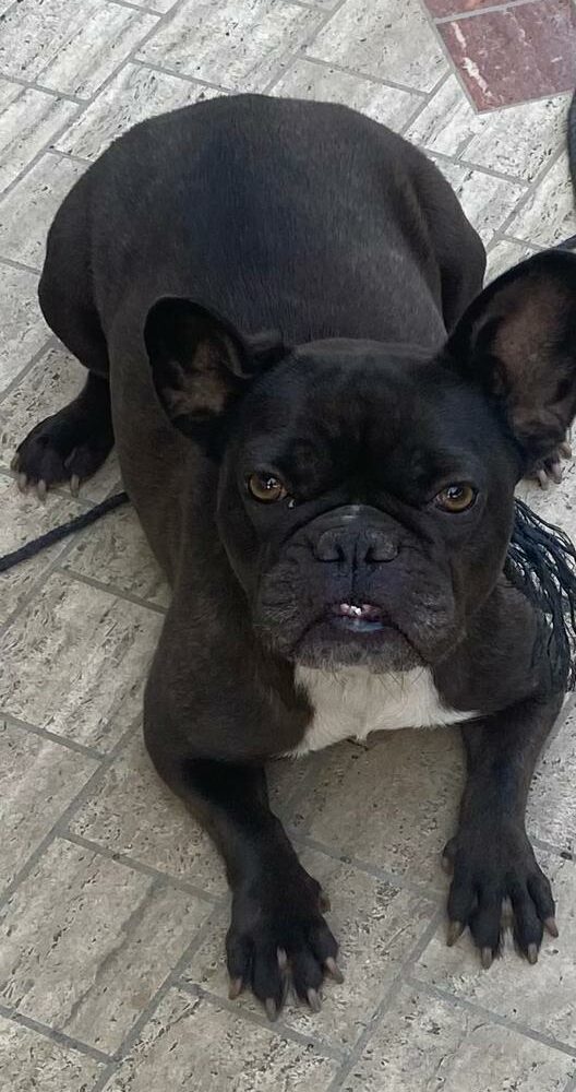 Maya
