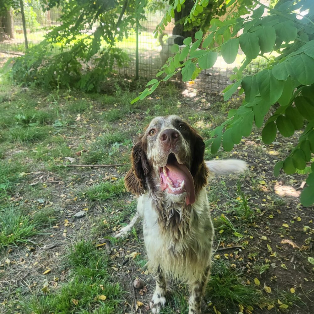 Otto
