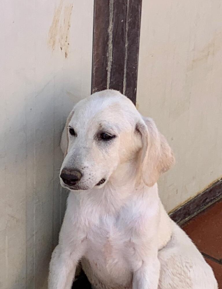 Gemma