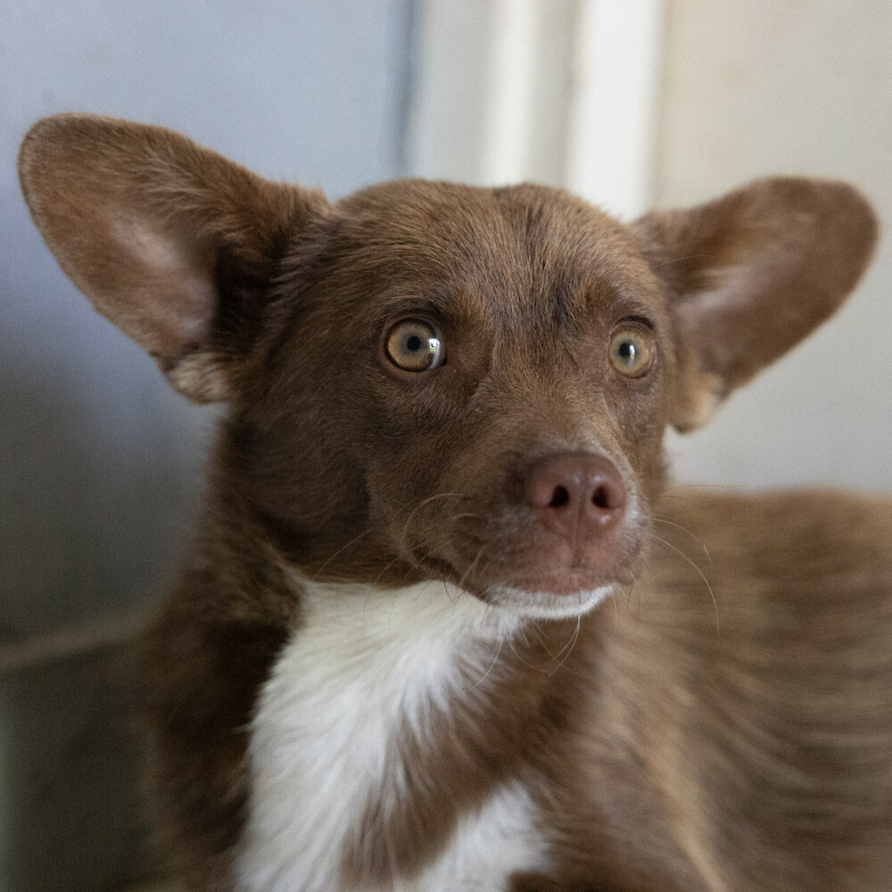 Pablo