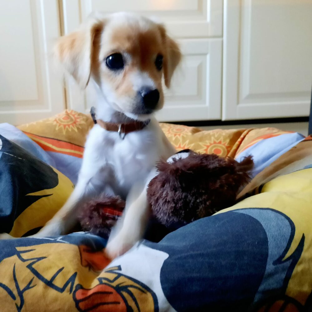 Trixi