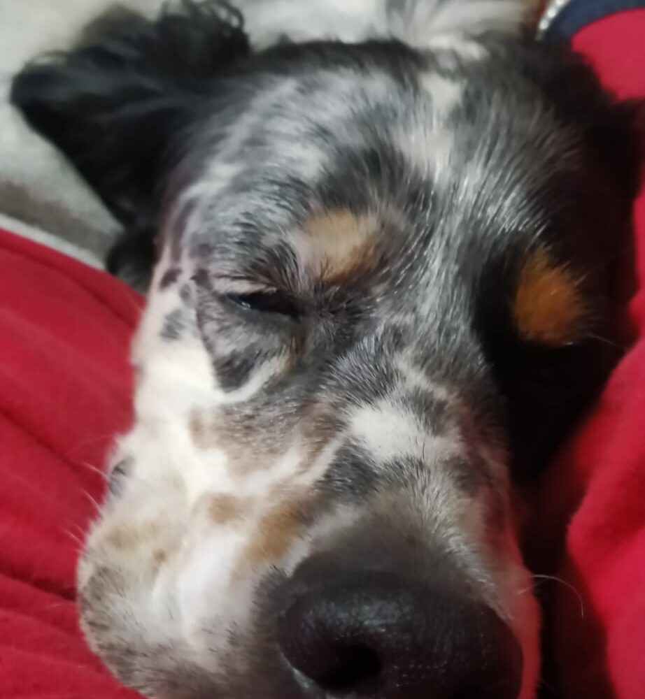 Leo