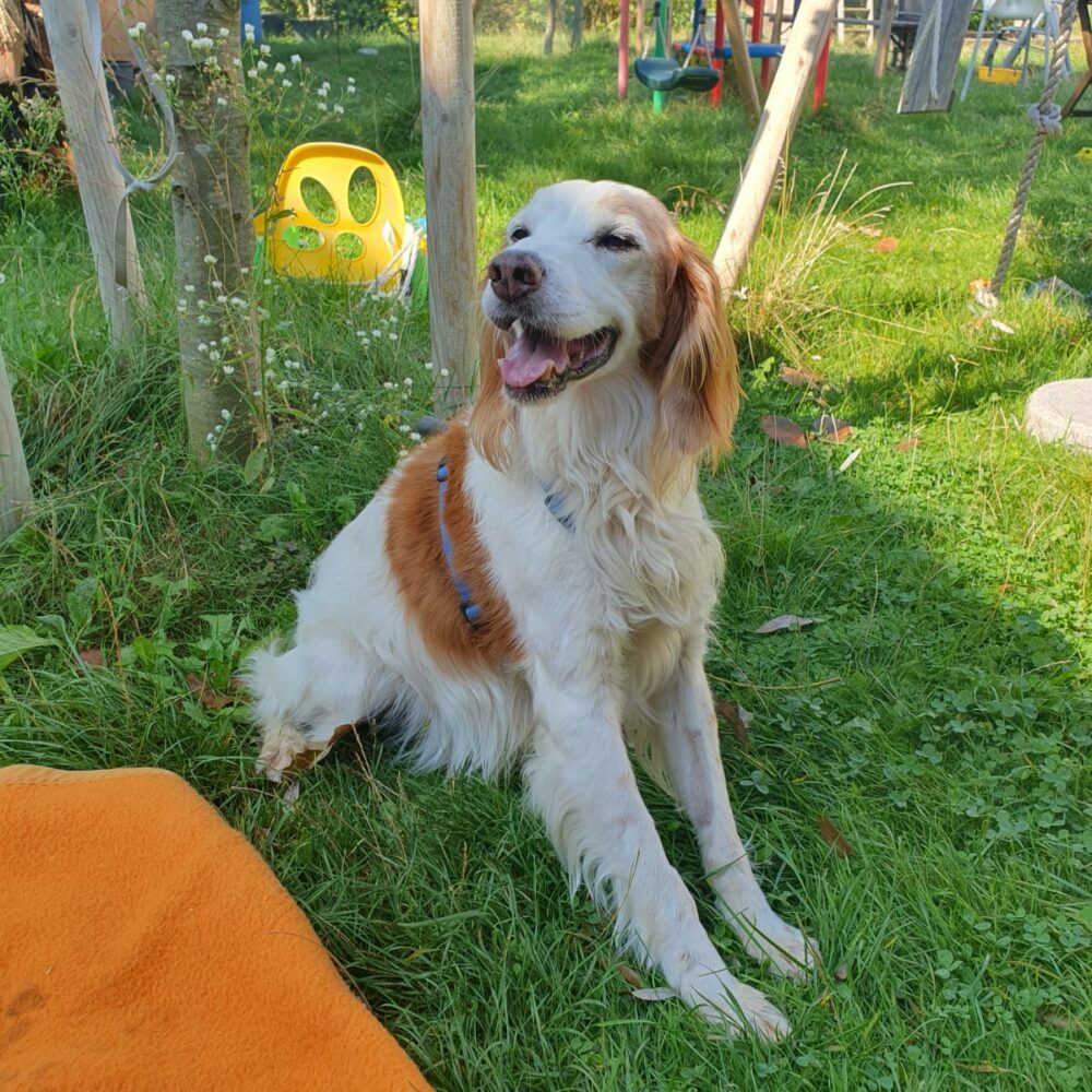 Perla
