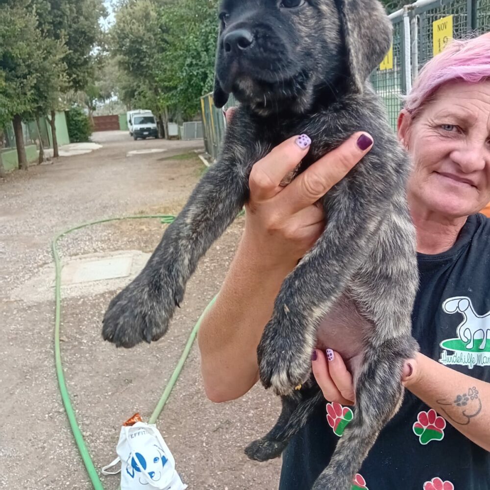 Apollo