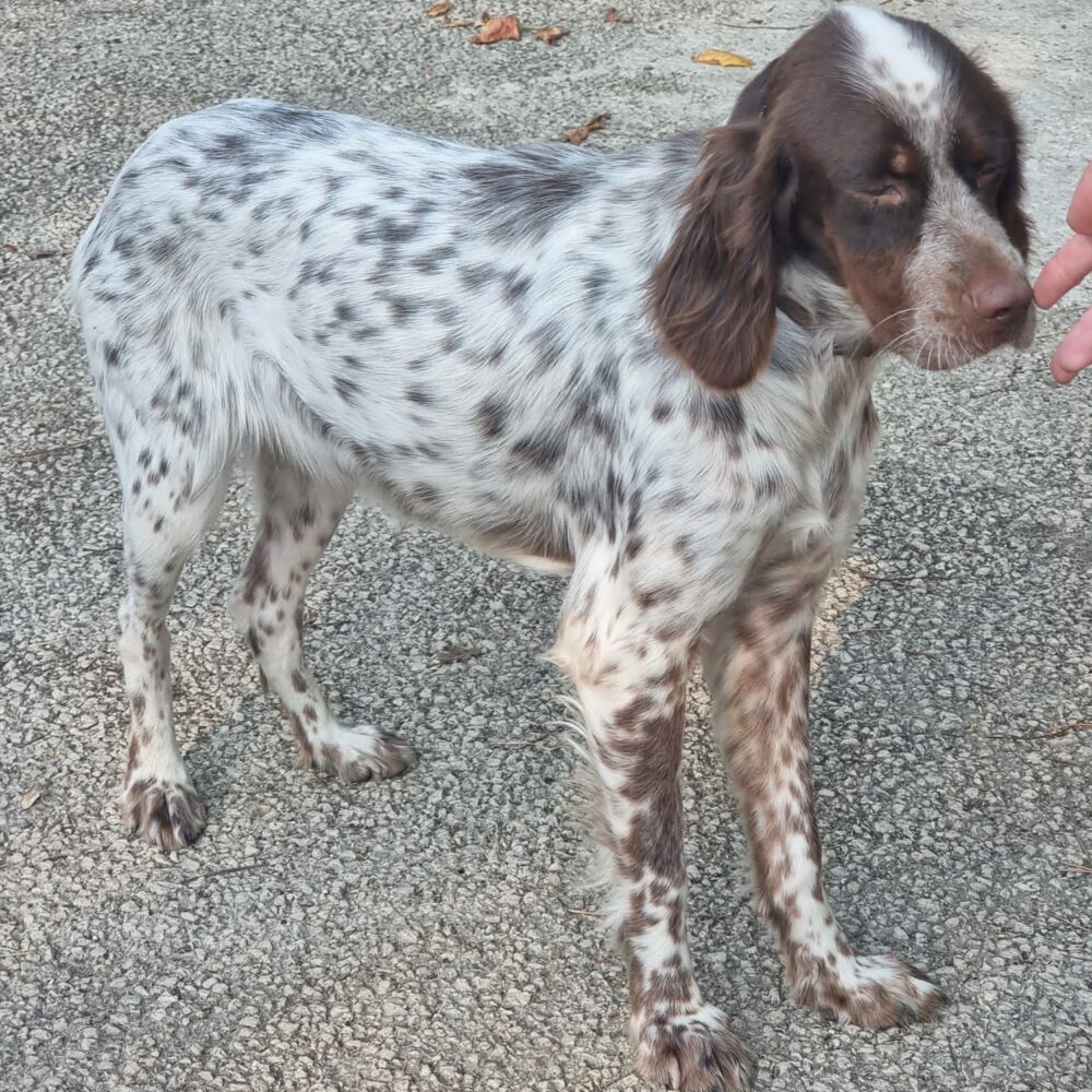 Soffy