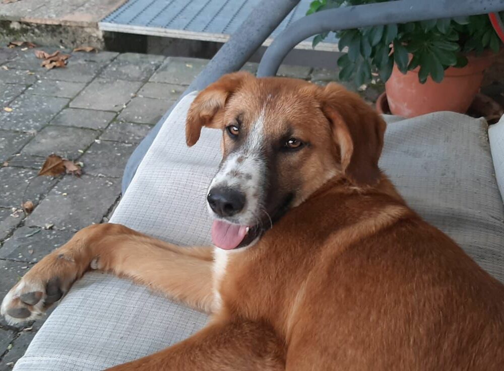 Stella