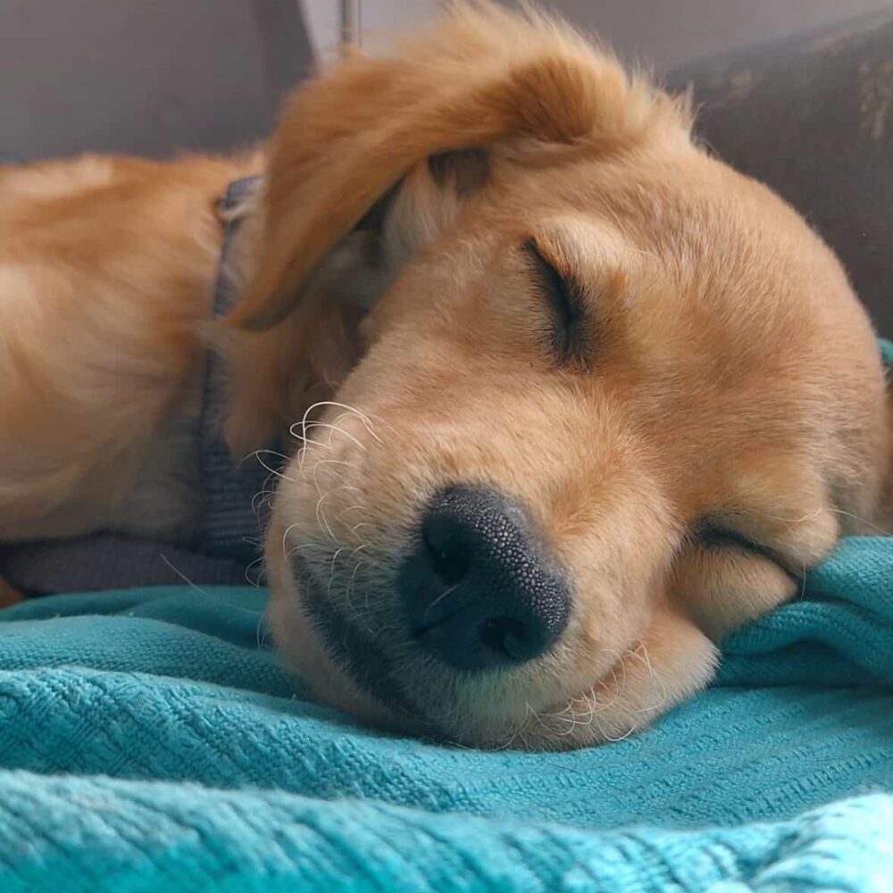 Ted