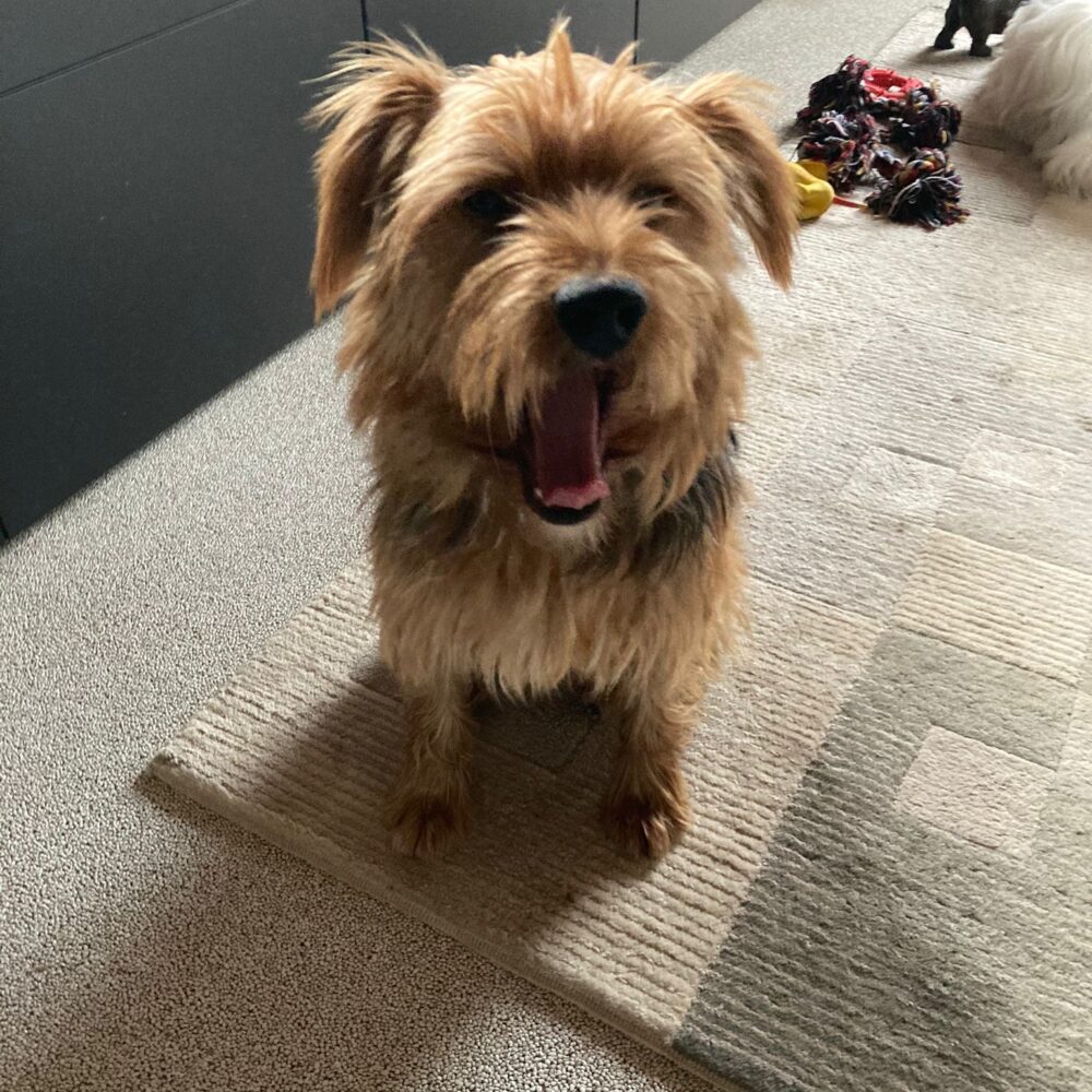 Marley