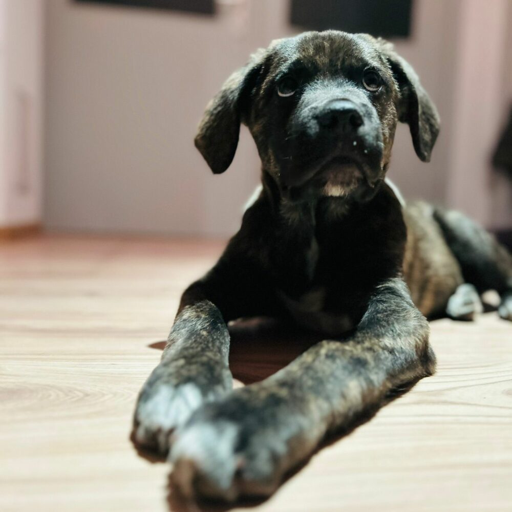 Ares