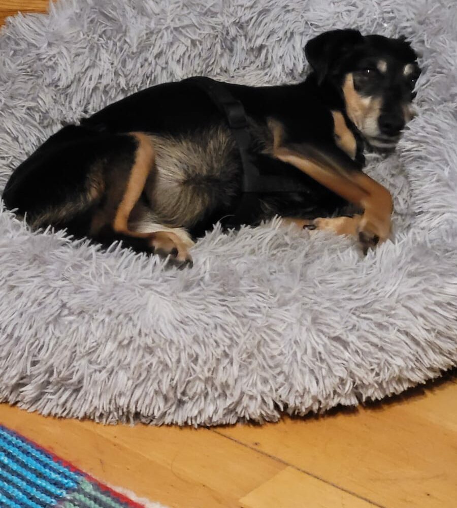 Trudi / Tomi / Happy