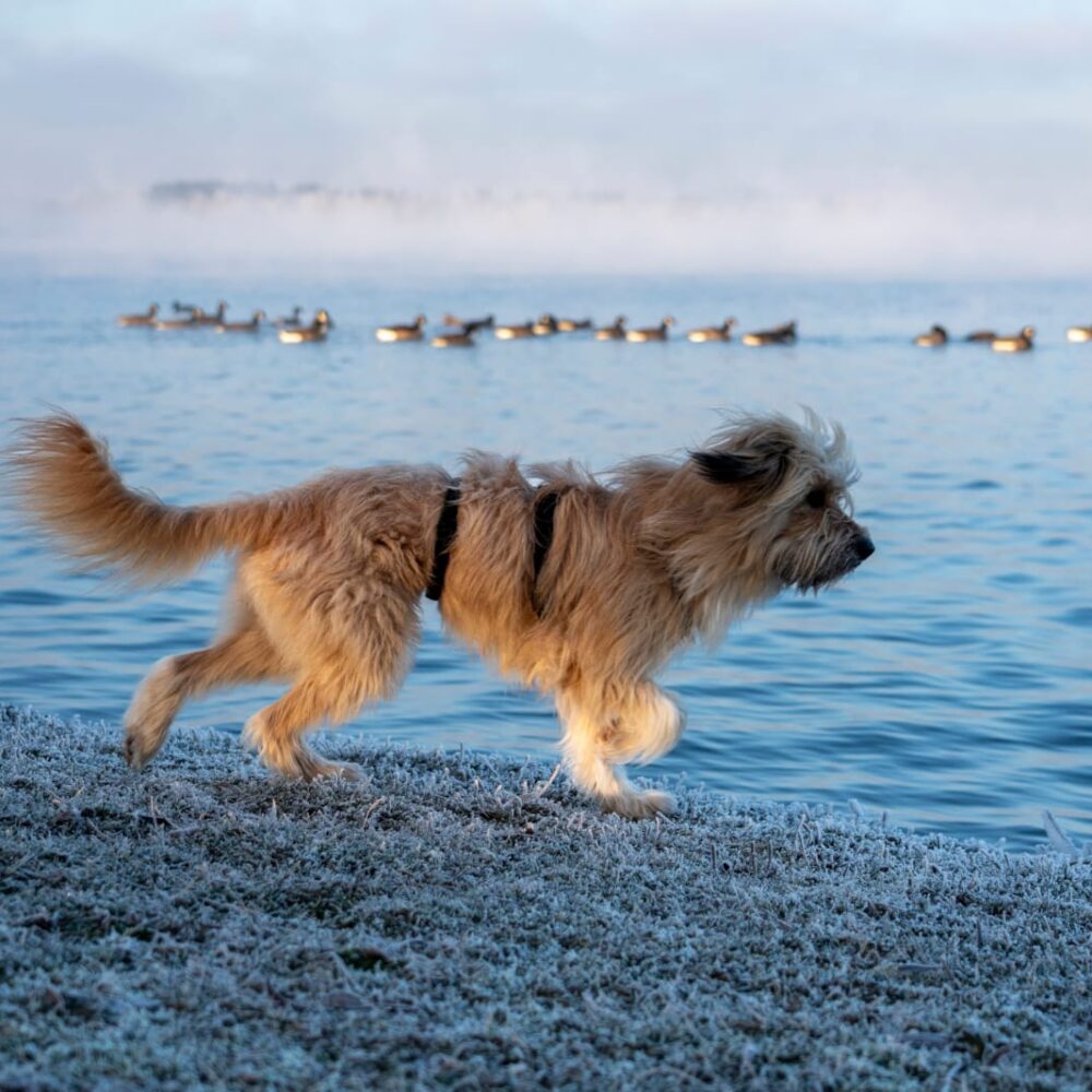 Fridolin