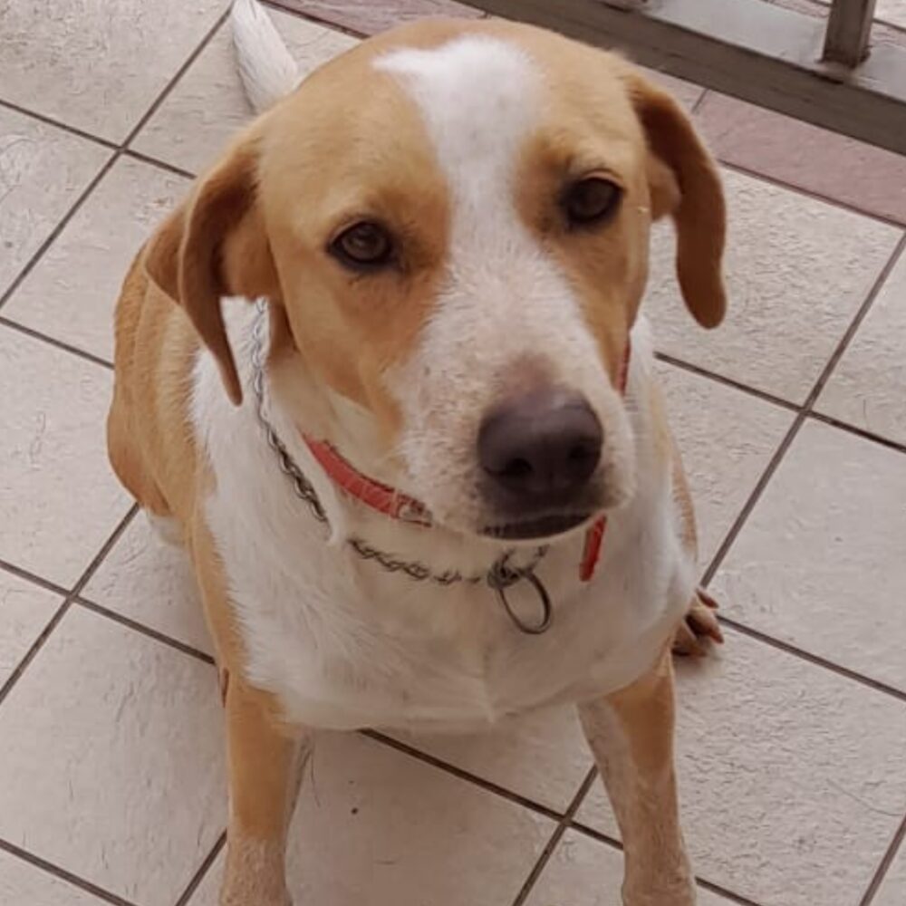 Stella